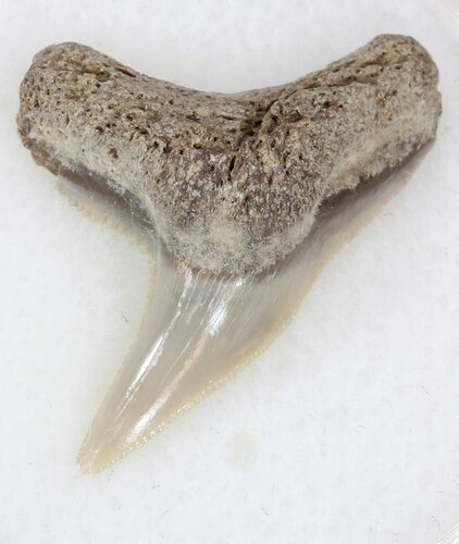 Sharp Fossil Tiger Shark Tooth - Lee Creek Mine #33948